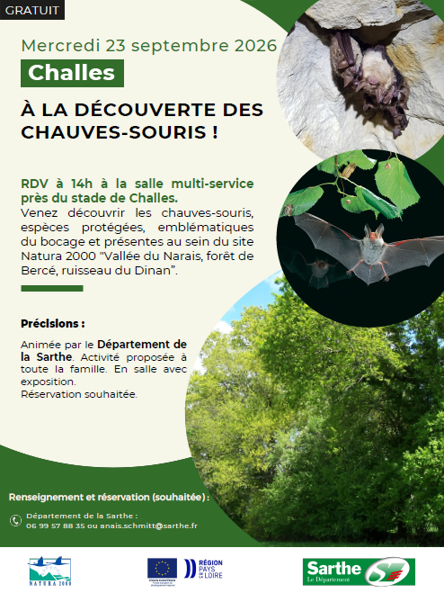chauve souris 2026