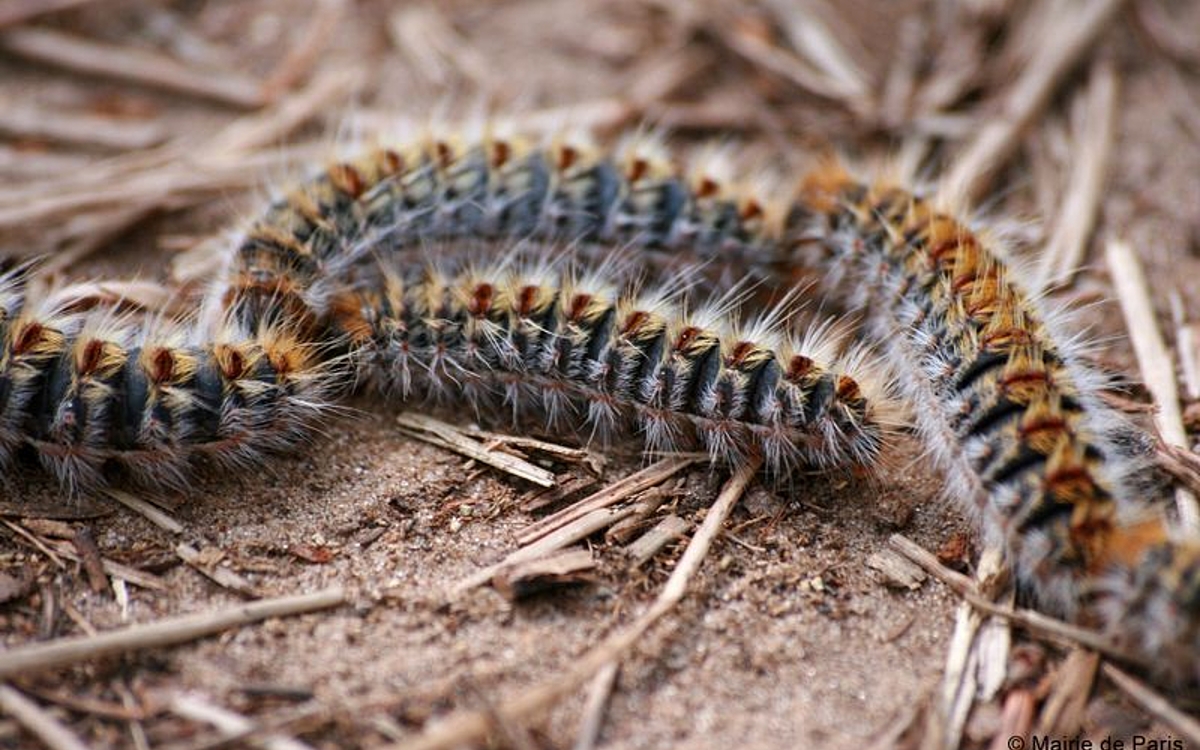 chenille
